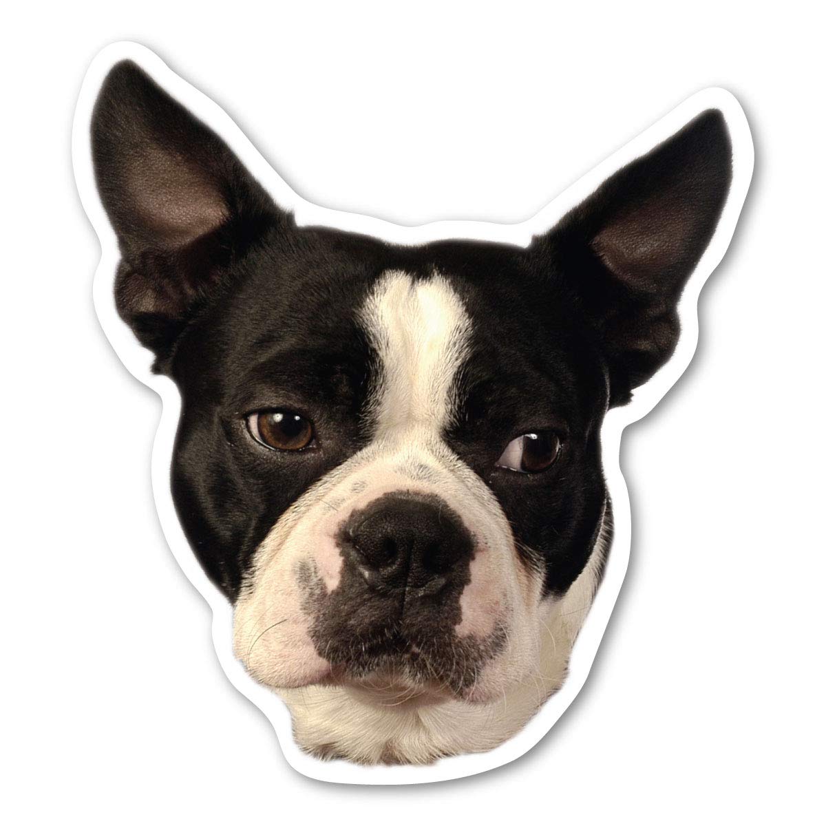 Boston Terrier Dog Magnet By Magnet America Is 4.875' X 4.5' Made For Vehicles And Refrigerators